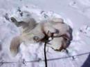 Dog taking a snow bath