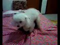 Susy namorando com o urso