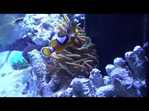 how to care for rbta