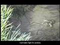 Trinity Alps Wilderness Cascades Frog Reproduction