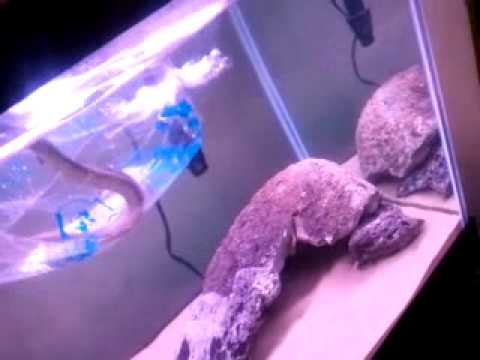how to care for a freshwater eel