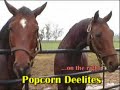 The horse that played Seabiscuit in the 2003 movie The horse that played Seabiscuit in the 2003 movie