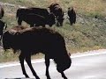 A buffalo herd crossing the road near Custer State Park in South Dakota.