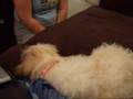 Cavachon