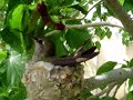 Humming bird nest March 26 2007 #3