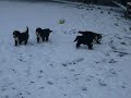 bouvier bernois neige 4.MOV