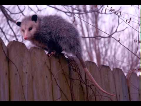 how to get rid possums