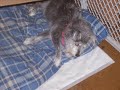 In Memory of Rascal