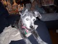 In Memory of Rascal