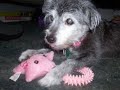 In Memory of Rascal