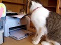 Kitten vs printer