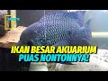 Ikan Hias Di Aquarium Terbesar