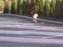 Skate Dog