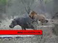 hipopótamo atacado por leones