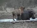 hipopótamo atacado por leones