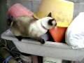 animales,gatos,siames