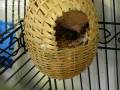 videos de Zebra Finch feeding their babys
