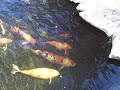 Koi in the Ponds Koi in the Ponds