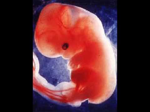 embriologia - Video que muestra con imágenes todo el proceso del desarrollo embrionario y fetal humano.