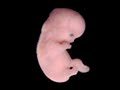 Desarrollo Embriol�gico