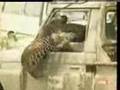 leopard vs man