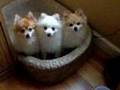 Pomeranians wanna go out!