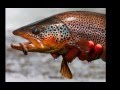 Estancia El Zorro - Chile - YouTube