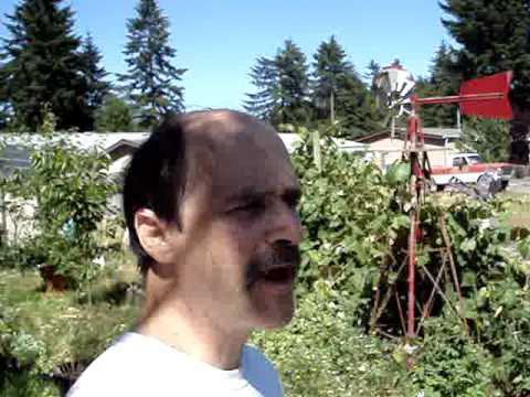 how to harvest sweet peas