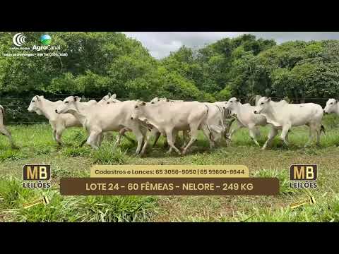 526� LEIL�O VIRTUAL MB LEIL�ES