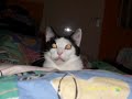 Frido ( Katze singt)