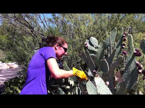 how to harvest prickly pear fruit
