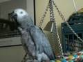 african grey