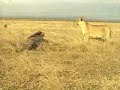 Pig Fights A Lion (No Fake!)