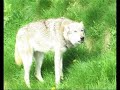 wolf-help-wolves.html