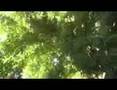 Fruit Trees Part 1, homesteading, food storage, peak oil