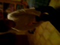 topal-yusuf-gergin.html