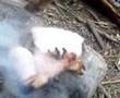Cooking off a boiling hot rock - Becon