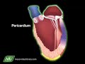 testicular mesothelioma