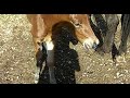 il-segno-di-ispanico.html