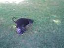duna jugando con athos