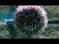Aquarium Roquetas de Mar
