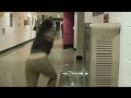 off the wall episode 1: lady troubles