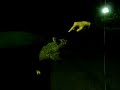 Opossum � Brisbane