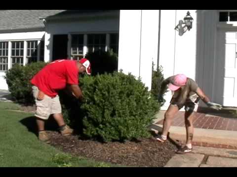 how to fertilize english boxwood