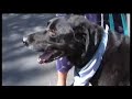 Animal Blessings, Part 2 of 2
