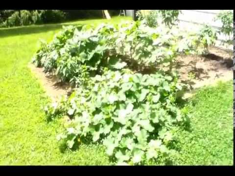 how to know when okra is ready to harvest