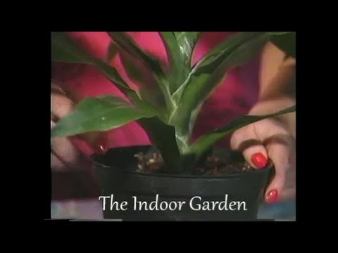 how to fertilize dracaena