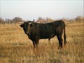 Taureaux Camargues - Manade Marg�