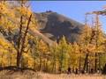 Riding ponies and Mongolian wrestling - Tribe - BBC