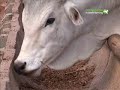 Livestock production & the environment